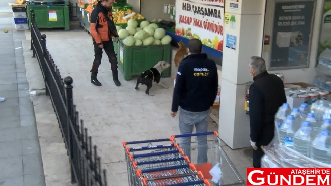 ÖRNEK MAHALLESİ'NDE BAŞI BOŞ GEZEN PİTBULL KORKUTTU atasehirde-pitbull-panigi-4353-dhap-bVBQ