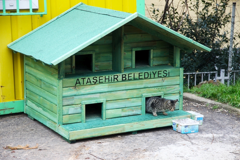KEDİLER İÇİN YENİ YUVALAR IMG_6101