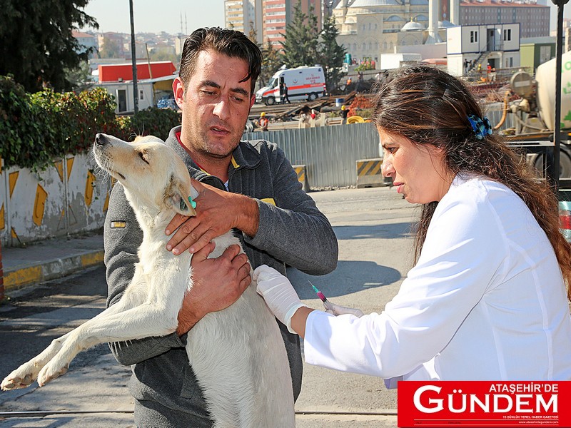 ATAŞEHİR'DE SOKAK HAYVANLARI AŞILANIYOR sokak hayvanları (6)
